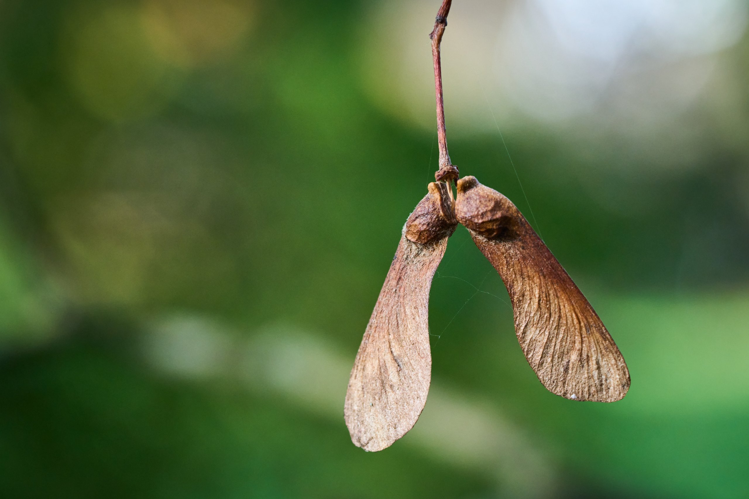 2025 11 02 Gruga 0027